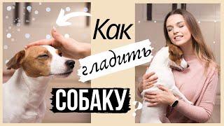 КАК ПРАВИЛЬНО ГЛАДИТЬ СОБАКУ?