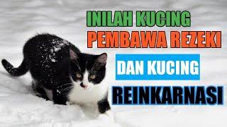 CIRI CIRI KUCING PEMBAWA REZEKI DAN KUCING REINKARNASI MENURUT PRIMBON JAWA