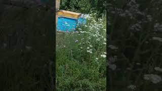 Полевой клён. Нектаропродуктивность #пчеловодство #bee #shorts