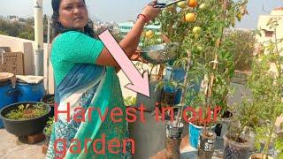 Harvest in our garden || Tomato ||Manju Garden