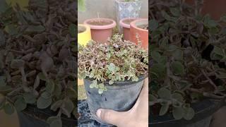 #callisia #plant #easy #propogation #succulent #gardening #homegarden #video