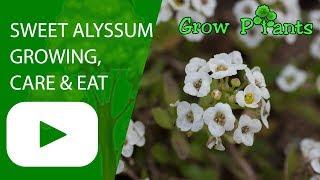 Sweet alyssum - growing, care & eat