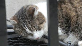 Britain's true ruler? Larry, the Downing Street cat | AFP