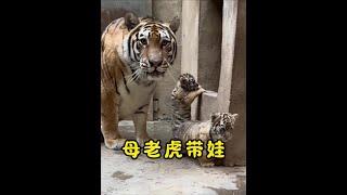 帶娃的母老虎警惕性極高#老虎 #動物世界 #神奇動物在抖音 #野生動物零距離