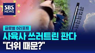 사육사 쓰러트린 판다…"더위 때문?" / SBS / #D리포트