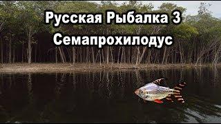 Русская рыбалка 3. Семапрохилодус. Квест "21".