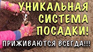 НЕ ЗАСОХНУТ, ПРИЖИВУТСЯ! Как ПРАВИЛЬНО сажать РОЗЫ ВЕСНОЙ. СЕКРЕТЫ БЫСТРОЙ ПРИЖИВАЕМОСТИ