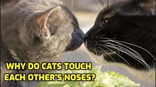 Why Do Cats Boop (Tap) Noses?