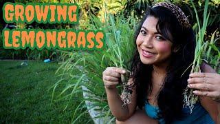 How to Grow Lemongrass (Different Stages)