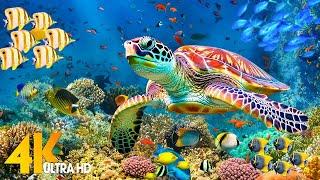 Ocean 4K - Sea Animals for Relaxation, Beautiful Coral Reef Fish in Aquarium(4K Video Ultra HD) #128