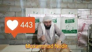 ANTIBIOTICS / ANTIBIOTIKLAR / АНТИБИОТИКИ. NIYTOKS