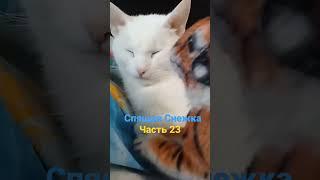 #снежка #мяу #тигр #славаукраїні
