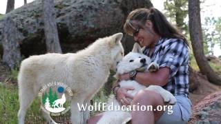 COLORADO WOLF AND WILDLIFE CENTER 15