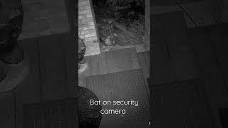 Bat catching bug on security camera