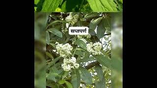 wet drug identification #dravya guna