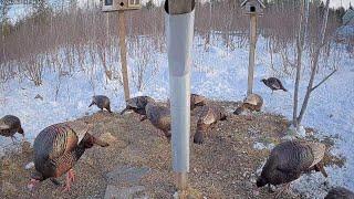 Ryan's Bird Buffet "Ground View" at Brownville's Food Pantry For Deer