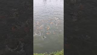 fishing short video.. #fishing #fish #funny #funnycomedy #comedyg #comedyvideos #comedyshorts