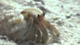Einsiedlerkrebs - Das große Krabbeln - Hermit Crab - the big crawl
