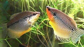 The Complete Guide To Keeping And Breeding The Pearl Gourami  (Trichopodus leerii)