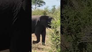 #wildlife#krugernationalpark#elephantroaming#shortvideo#southafrica