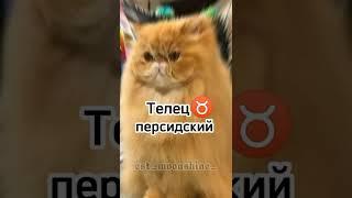 Какой ты кот по знаку зодиака  #какойтыкот #кот #котики #факты #знакизодиака #коты