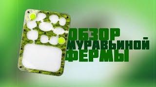 ОБЗОР муравьиной фермы | Antu Bloom