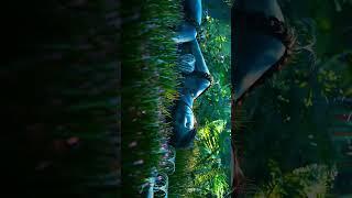 the beauty of Pandora #trending #shortvideo #youtube #youtubeshorts