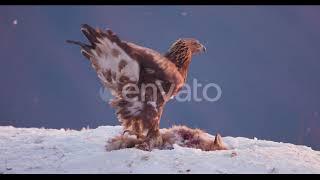 eagle attack on fox 2023, eagle eating fox,