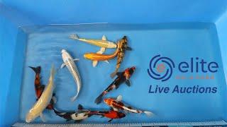 Elite Koi's Japanese Koi Auction Livestream Event Bid on Stunning Varieties from Home!