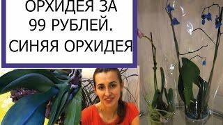 ОРХИДЕИ ЗА 99 РУБЛЕЙ. СИНЯЯ ОРХИДЕЯ/  SALE orchids. BLUE ORCHID