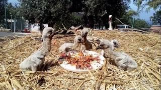 Our new baby European White Stork (Ciconia ciconia).