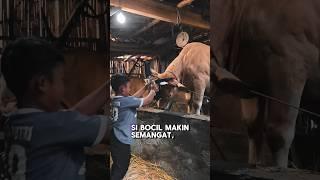 Bocil Mberot Vs Sapi‼️siapa yang menang?️ #bantengan #jaranan #barongan