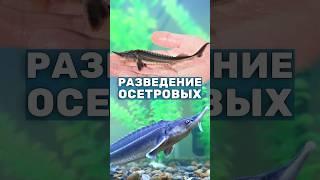 Разведение осетра в своём пруду - что нужно? Выращивание рыбы в пруду, рыбоводство #shorts