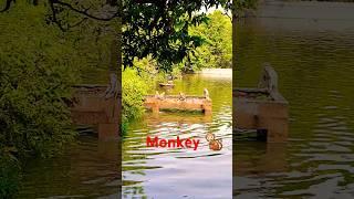 #monkey #art #landscapepainting #animation #anime #ani