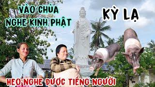 Xuất hiện Heo kỳ lạ nghe được tiếng người hàng ngày vào chùa nghe kinh kệ tu hành cùng các sư thầy