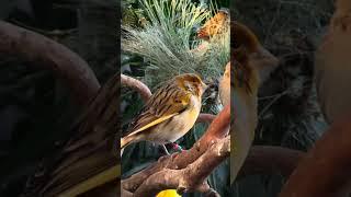 Aviary | Bird Aviary | Aviary Birds | Outdoor Aviary | Finch Aviary | Canary Aviary | #aviary #birds
