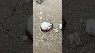 Natural PEARLS in Clam Found #clam #pearls #crystals #survival #shorts