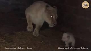 Белая львица Миледи и малыши | White lioness Milady and cubs.