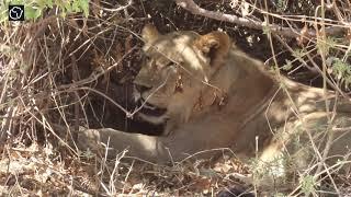 Safari During COVID | Travel during Covid 19 | Ruaha National Park Safari | Episode 3!