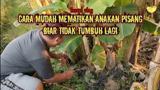 CARA MUDAH MEMATIKAN ANAK PISANG.!! DIJAMIN TIDAK TUMBUH LAGI!!!