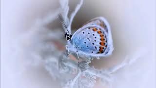 Butterfly - Wonderful World