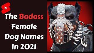 The Badass Female Dog Names In 2021 #shorts