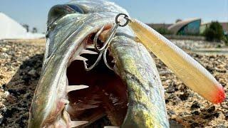 Shore fishing in Abu Dhabi #abudhabifishing #fishingforfun #baracuda #shorefishing