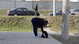 Один день из жизни собаки Шонны. Дрессировка с содержанием.