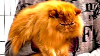 BREEDING CAT SHOW with PARENTS in America 🫄 Выставка породистых КОТИКОВ в Америке 