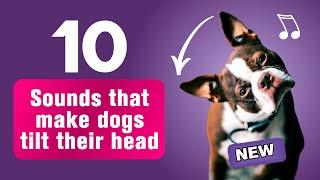 10 Sounds That Make Dogs Tilt Their Heads