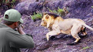 Facing the dangers and challenges of chasing and hunting rampaging lions