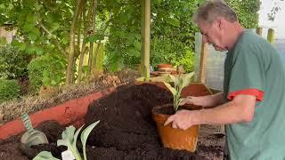 Rewela Hostas looks at how to deal with Hostas that are reverting