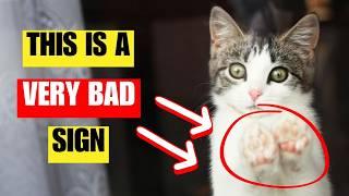 If you have an indoor cat, Never Do THIS! | Most common indoor cat mistakes