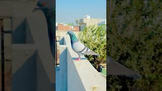 Kabutar Ghar Wapas Aa Gaya  #shorts #ytshorts #viralshorts #pets #kabootar